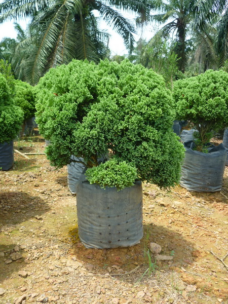 Araucaria green